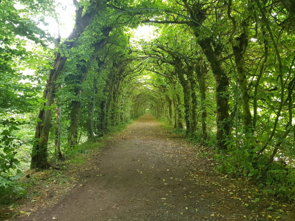 Charmille du Haut-Marêt