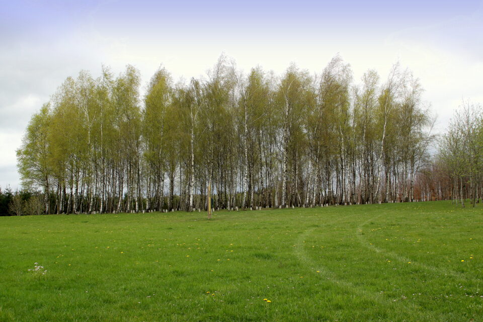 Bois de la Paix