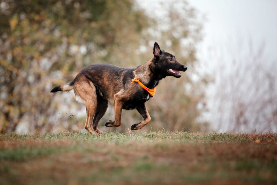 Les chiens les plus intelligents viennent de Belgique