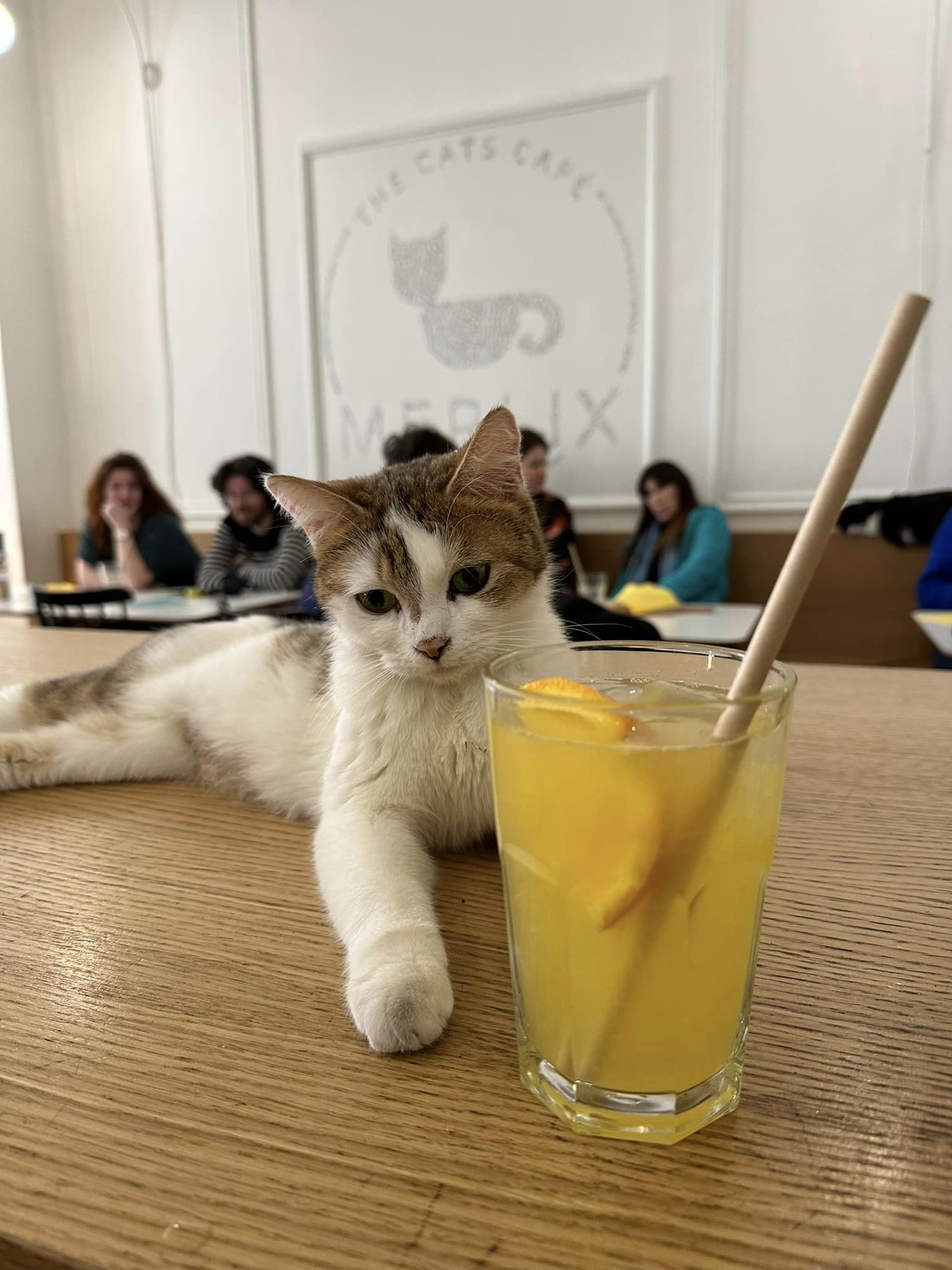 Merlix Cats Café - Endroit insolite à Liège, en Belgique