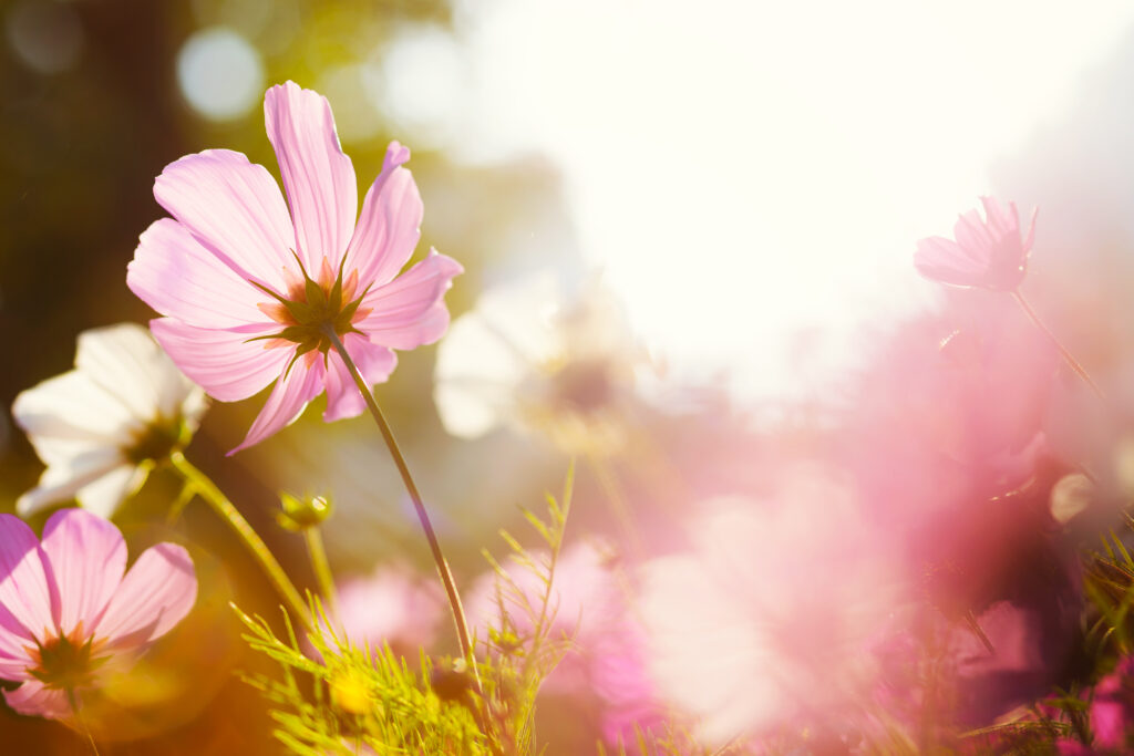 10 astuces pour capturer la beauté éphémère des fleurs avec votre appareil photo