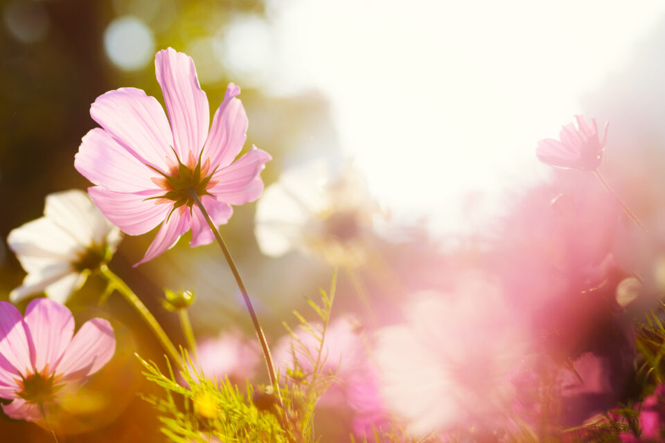 10 astuces pour capturer la beauté éphémère des fleurs avec votre appareil photo