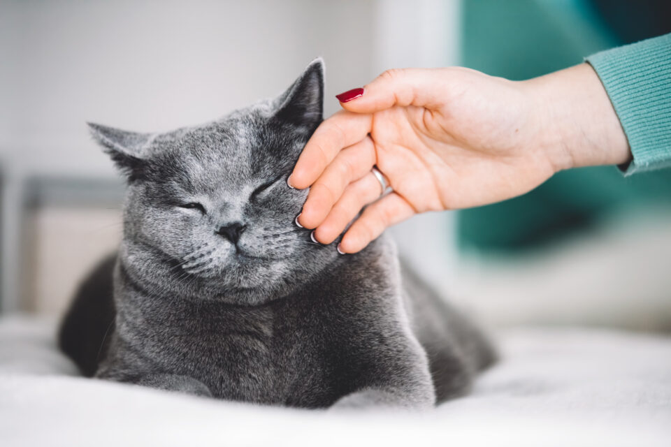 Salon International du Chat à Pepinster, à la recherche du chat le plus beau et le plus gentil de Belgique