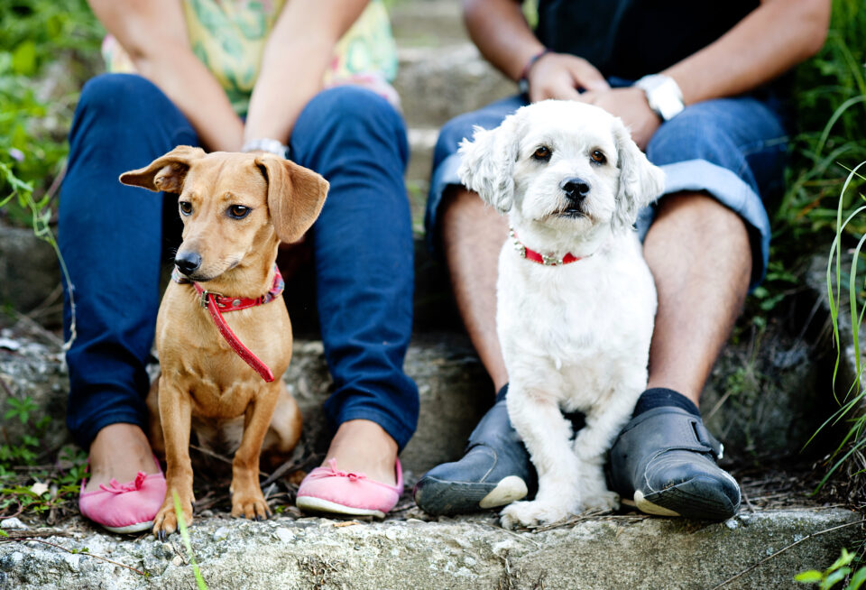 Woofstock, le premier festival dédié aux chiens à Bruxelles