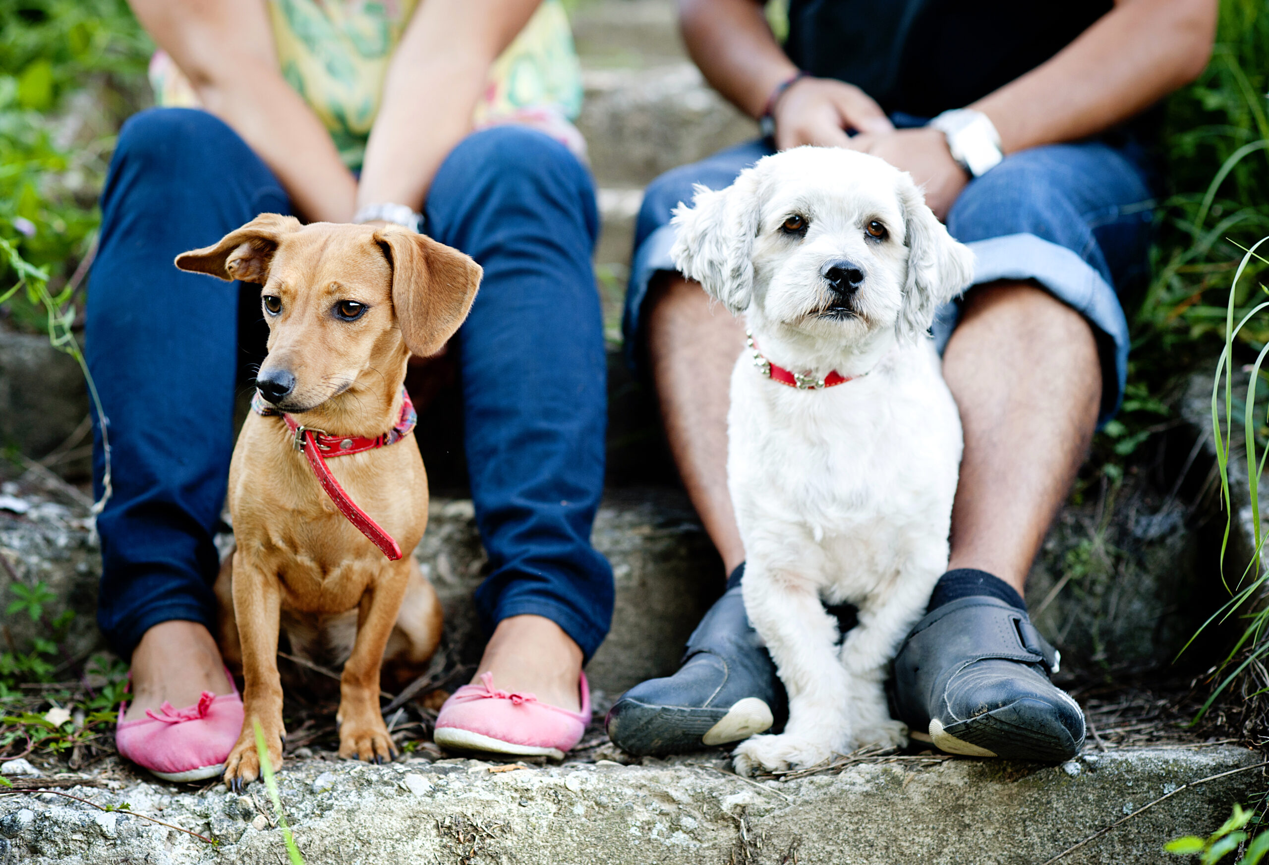 Woofstock, le premier festival dédié aux chiens à Bruxelles