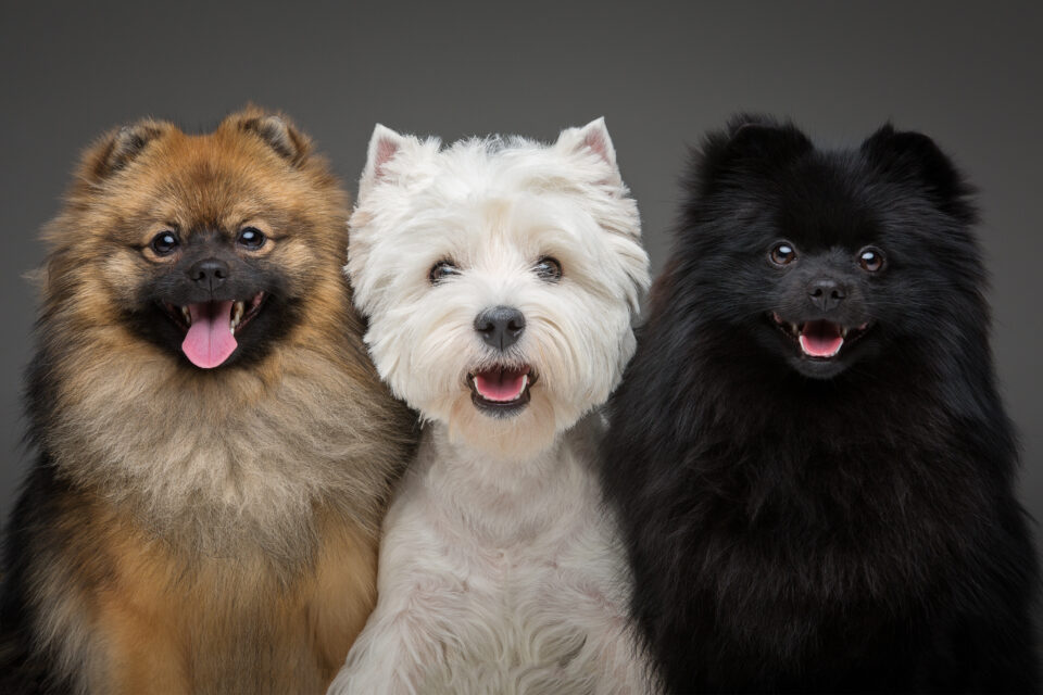Woofstock 2025, le festival des amoureux des chiens revient à Bruxelles !