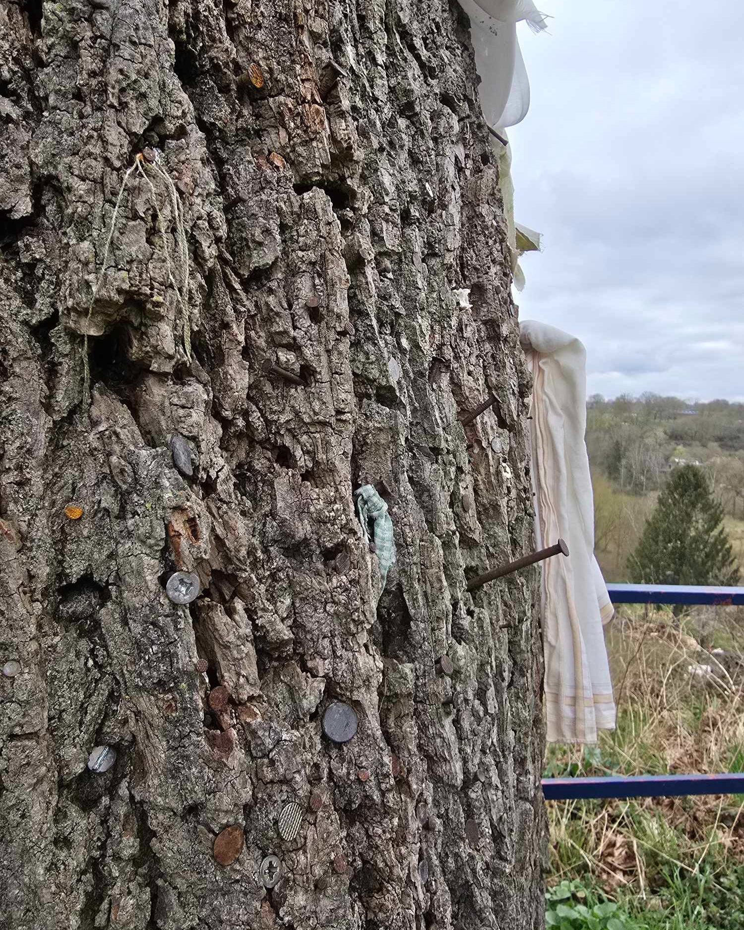 Les arbres à clous en Belgique, vestiges d’un rituel ancestral