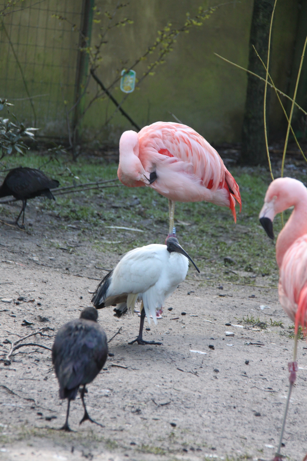 Pakawi Park à Balen