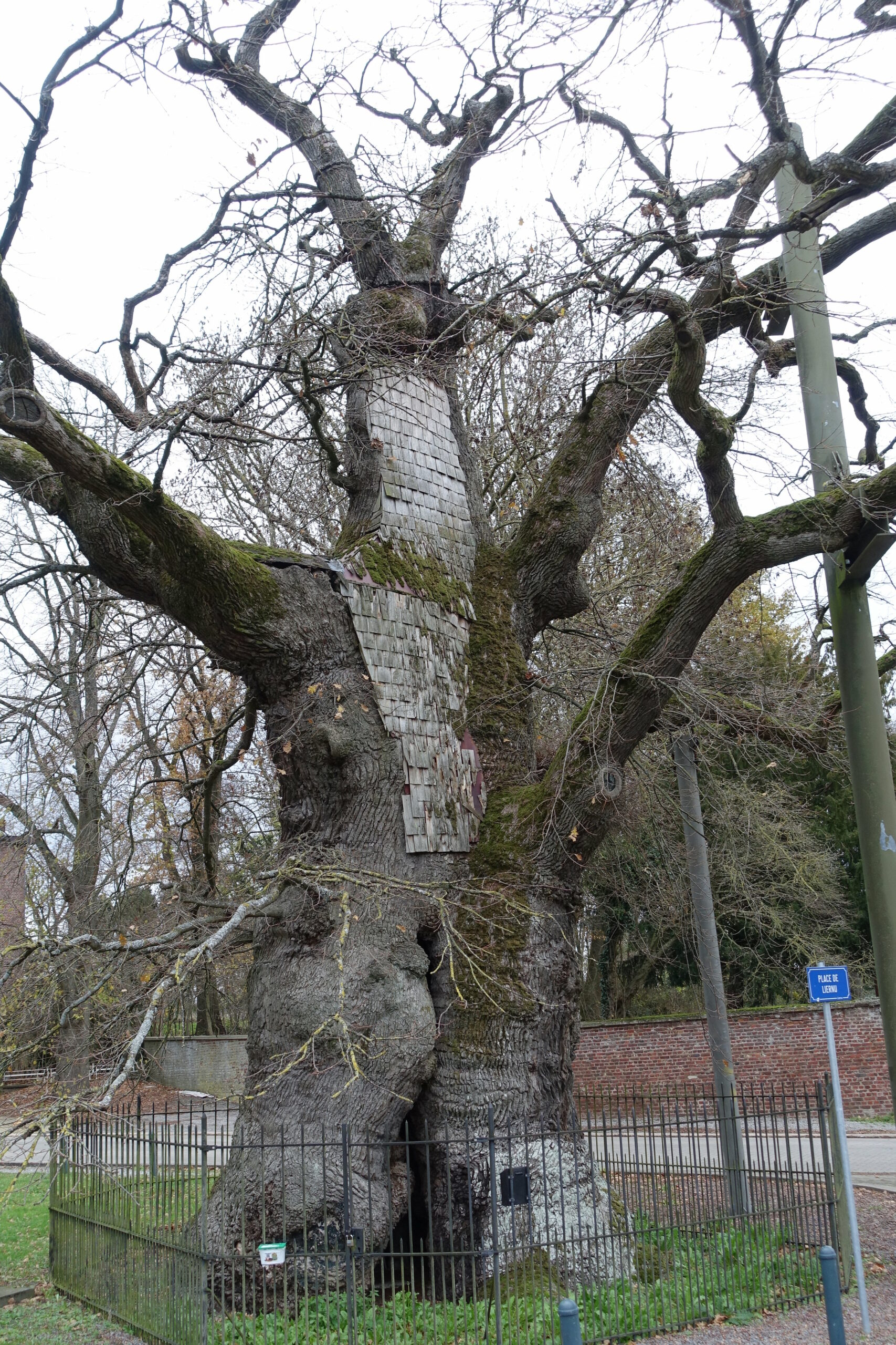Gros Chêne de&nbsp;Liernu à Eghezée