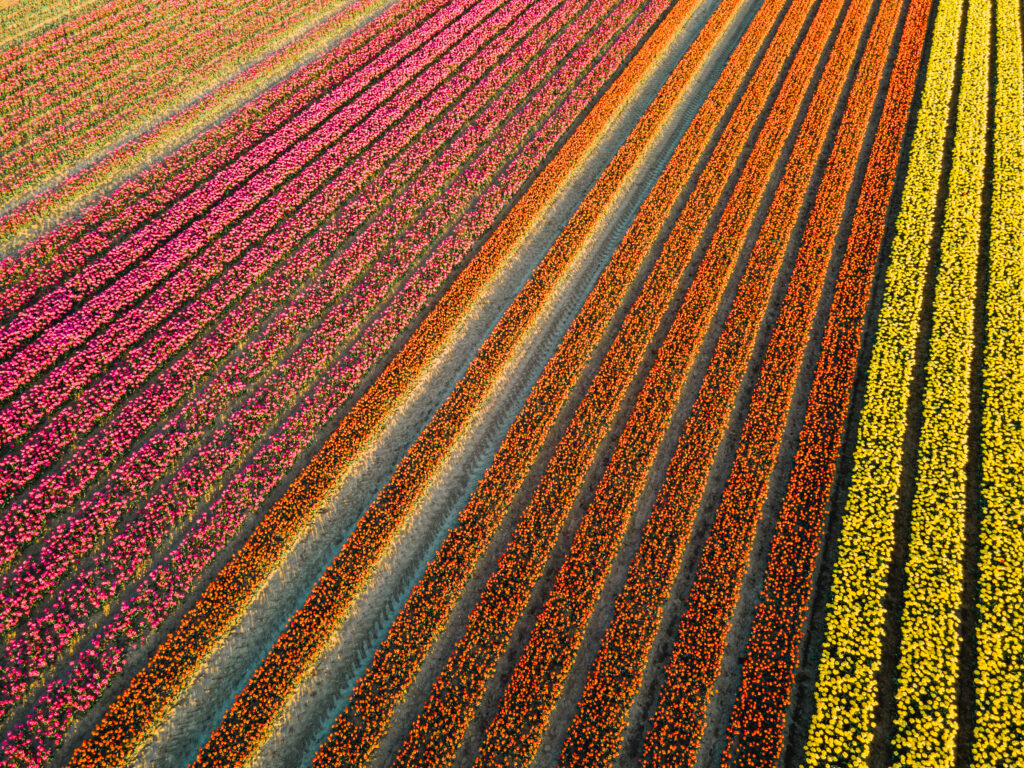 Où voir des&nbsp;champs de&nbsp;tulipes en&nbsp;Belgique en&nbsp;2026&nbsp;? Le&nbsp;spot secret à&nbsp;connaître