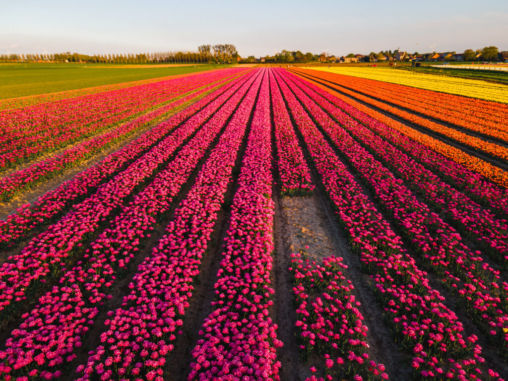 Où voir des&nbsp;champs de&nbsp;tulipes en&nbsp;Belgique en&nbsp;2026&nbsp;? Le&nbsp;spot secret à&nbsp;connaître