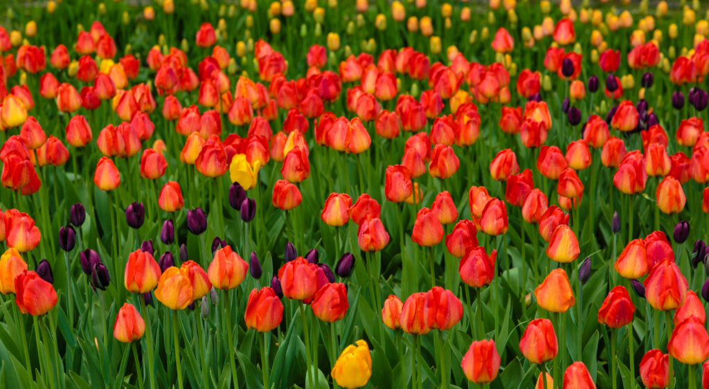 Où voir des&nbsp;champs de&nbsp;tulipes en&nbsp;Belgique en&nbsp;2026&nbsp;? Le&nbsp;spot secret à&nbsp;connaître