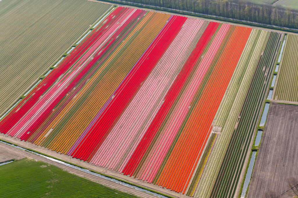 Où voir des&nbsp;champs de&nbsp;tulipes en&nbsp;Belgique en&nbsp;2026&nbsp;? Le&nbsp;spot secret à&nbsp;connaître