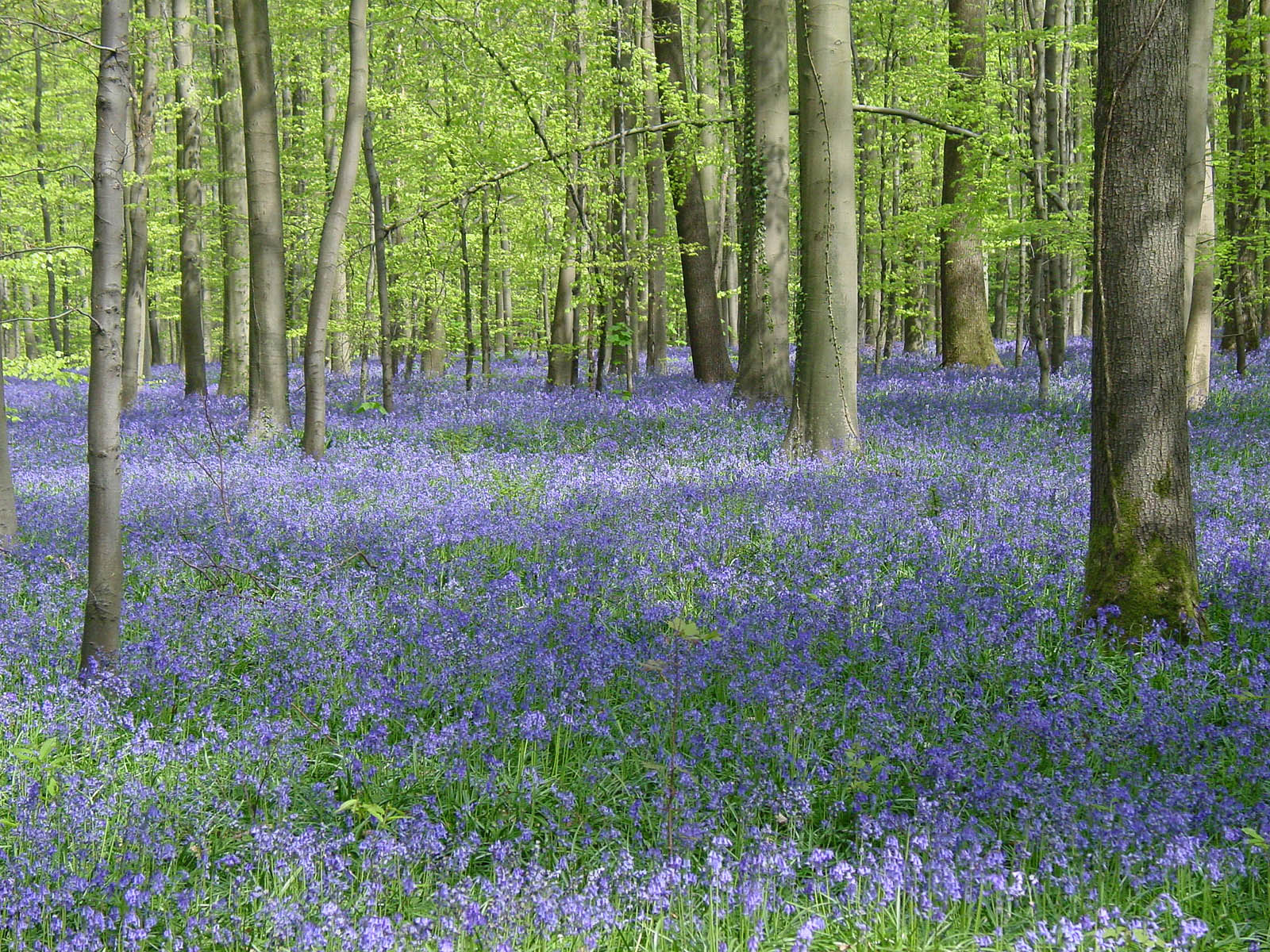 Bois de&nbsp;Hal à Hal
