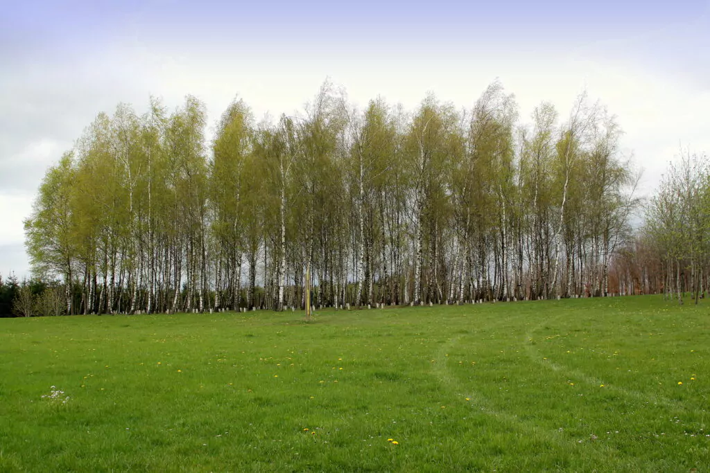 Bois de&nbsp;la&nbsp;Paix