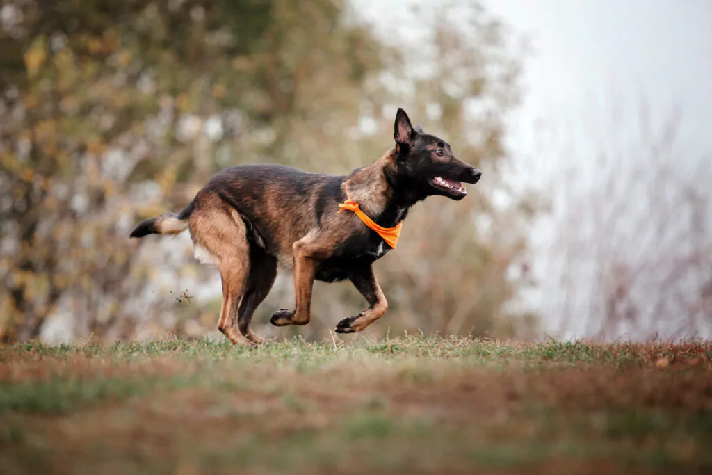 Les chiens les plus intelligents viennent de Belgique