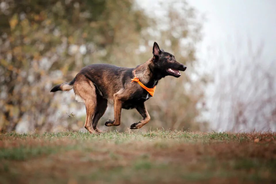 Les chiens les plus intelligents viennent de Belgique