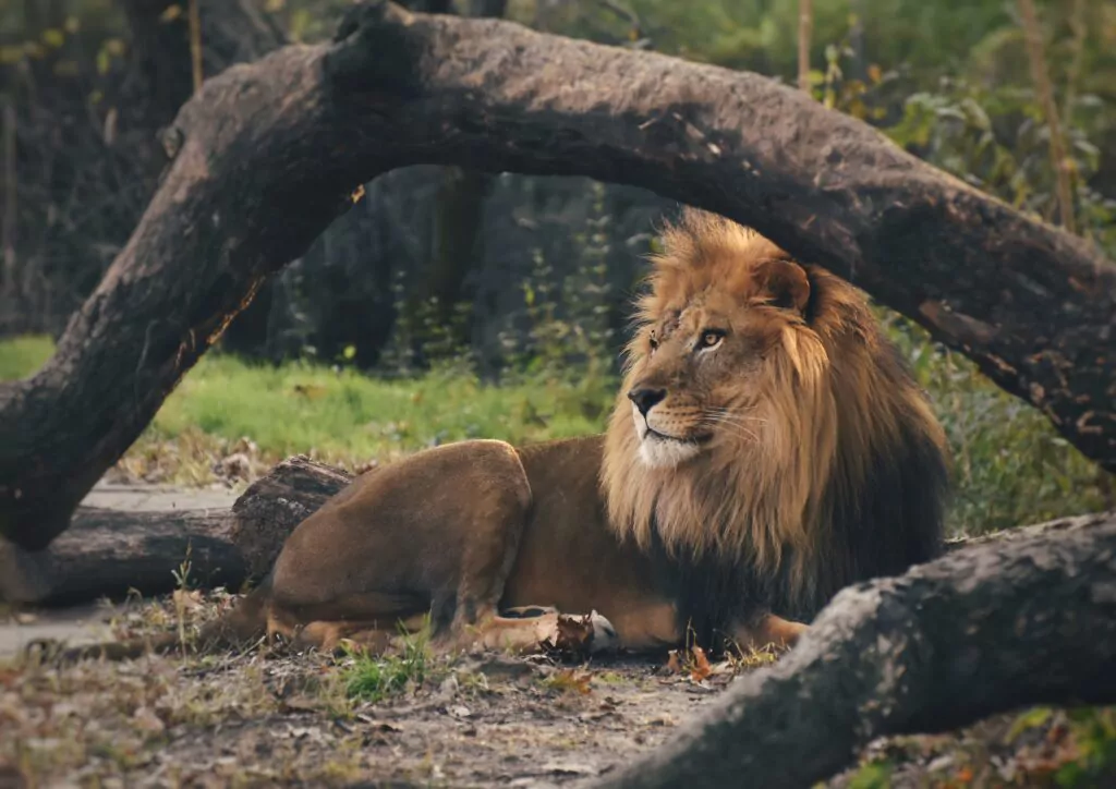 Bellewaerde pleure la perte d’Aru, son dernier lion