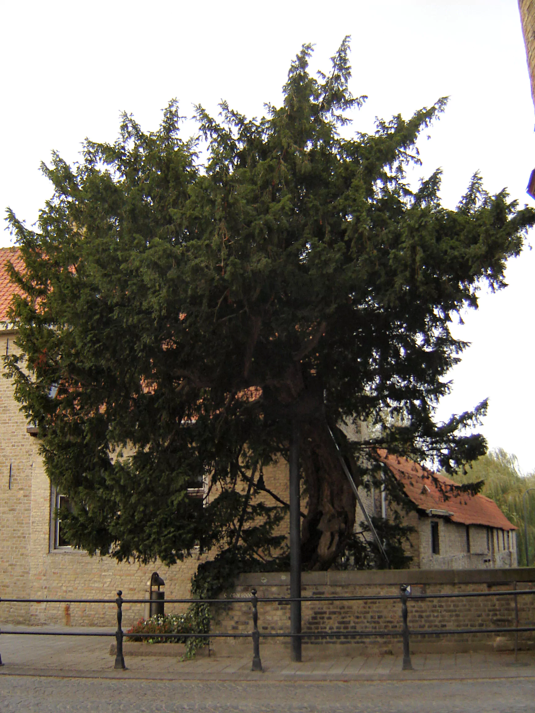 Arbre de César - Endroit insolite à Lo, en Belgique