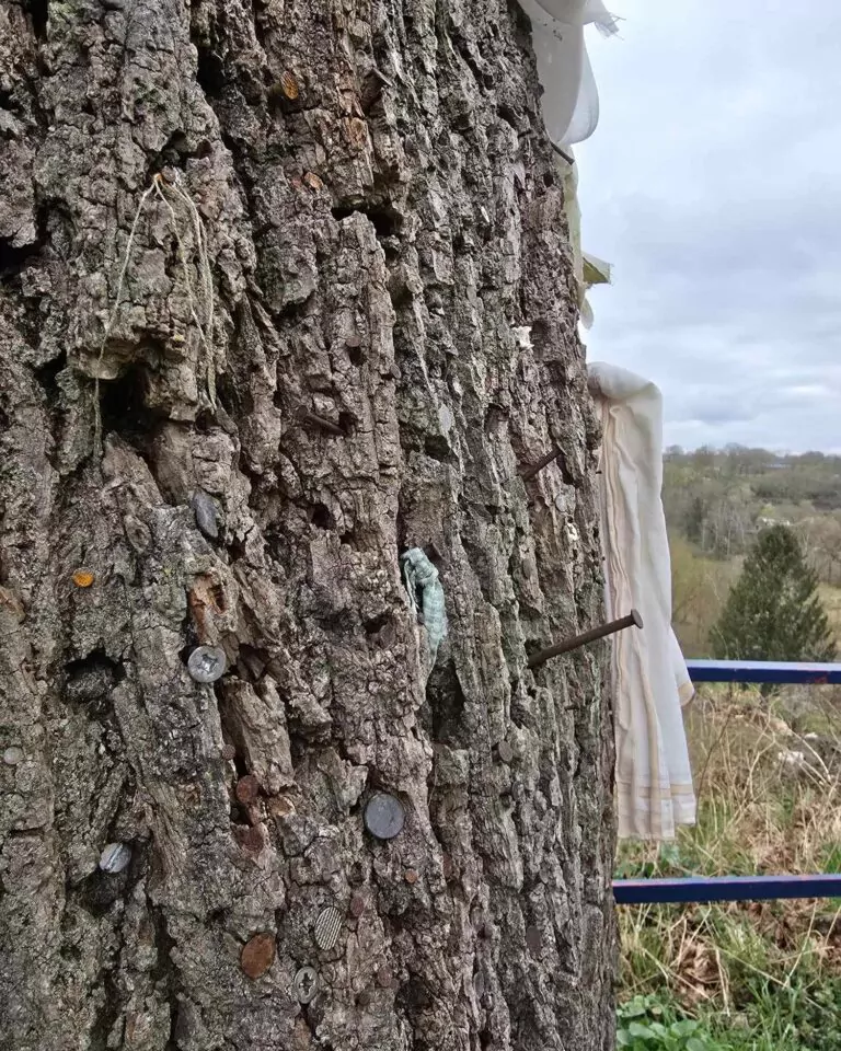 Les arbres à clous en Belgique, vestiges d’un rituel ancestral